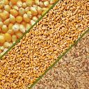 Production et exportation Céréale Blé Maïs Riz Orge